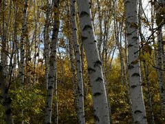 -塞罕坝国家级自然保护区