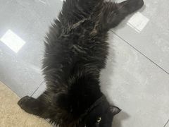 -瑞派福兴宠物医院犬猫全科·骨科·中西医结合(河东店)