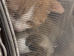 -猫十亿·布偶金渐层·曼基康矮脚猫舍(青年路店)