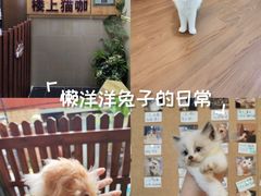 -楼上猫咖(罗湖店)