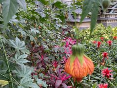 -南宫五洲植物乐园