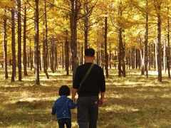 -塞罕坝国家级自然保护区