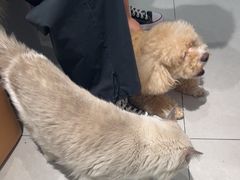 -小呆的宠物店·宠物售卖·宠物寄养(城西店)