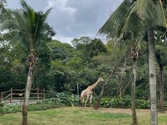 -海南热带野生动植物园