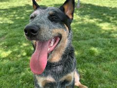 -爪吧宠物乐园 (温榆河示范区店)