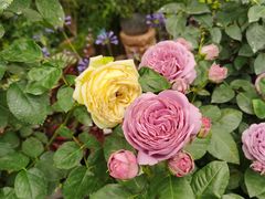 -桂林市花鸟市场