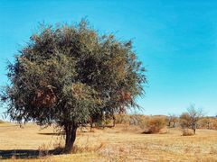 -塞罕坝国家级自然保护区