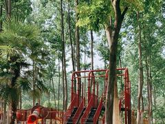 -合肥滨湖国家森林公园