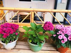 -云朵小院·石锅鱼·野生菌餐厅(蒗放店)