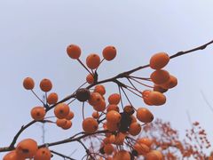 -香山公园