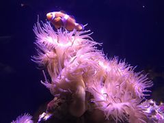 -悉尼海洋生物水族馆