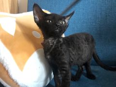 -山宅一喵德文卷毛猫舍