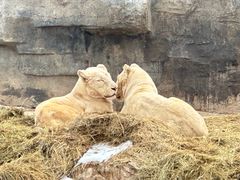 -北京野生动物园