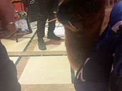 -猫色咖啡·猫咖