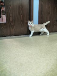 -东宫造型Eastern palace