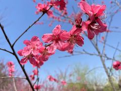 -桃花岭景区