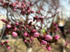 -桃花堤公园