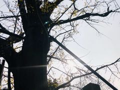 -上海佘山国家森林公园天马山园