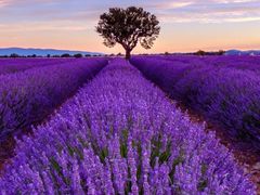 -老赵面店(大西路店)