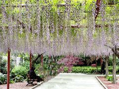 -嘉定紫藤园