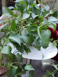 -SPICERY HOUSE芳香世家皮肤管理中心