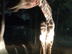 -清迈夜间动物园