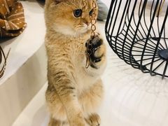 -飞行喵MR PILOT|猫舍·猫咖(静安大融城店)
