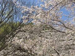 -苏州上方山国家森林公园