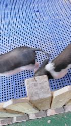 -萌宠亲子动物乐园(槐房万达店)