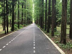 -东平国家森林公园