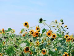 -东山风景区(洞庭东山)