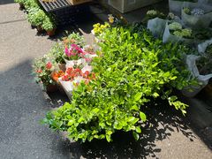 -循礼门鲜花花市(武汉循礼门店)