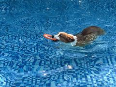 -汪说喵讲宠物乐园宠物酒店(红星美凯龙店)