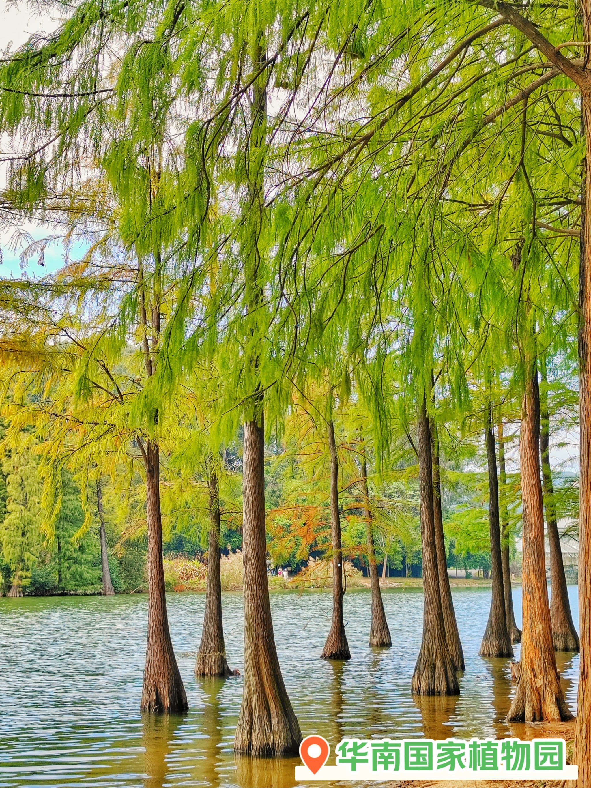 🌟华南植物园水杉,美得不可方物!😍