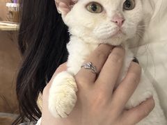 -楼上猫咖(罗湖店)