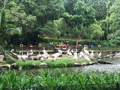 -新加坡飞禽公园