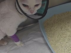 -宠颐生宠物医院·异宠猫科内科·诊疗中心宠巢店