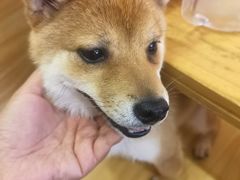 -柴源莊·柴小宠柴犬咖啡