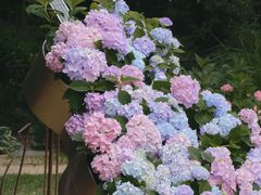 -上海共青森林公园