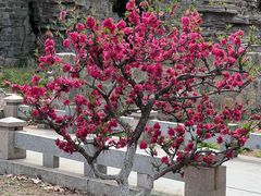 -石家庄市植物园