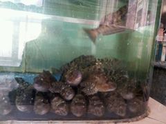 -山东八大碗山东老字号