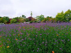 -广东花都香草世界旅游度假区