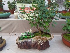 -共青国家森林公园-售票处