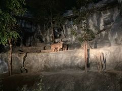 -清迈夜间动物园
