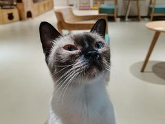 -藏猫猫咖啡主题馆(中央大道店)