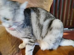 -猫猫幼稚园·撸猫·桌游·电玩