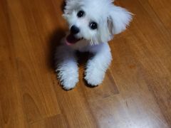 -翊宠yipet猫狗购宠庄园犬舍•猫舍