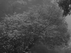 -梧桐山风景名胜区