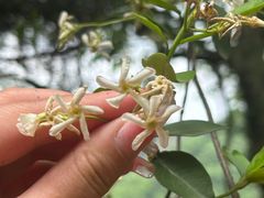 -西湖风景区十里琅珰-五云山