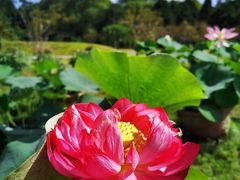 -莲花池公园